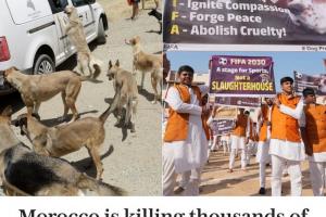 電訊報(bào)：為迎接2030年世界杯，摩洛哥正大規(guī)模捕殺流浪狗引發(fā)不滿