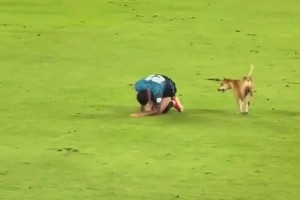 狗狗進(jìn)場(chǎng)模仿球員受傷倒地…傷害性不大，侮辱性極強(qiáng)啊??