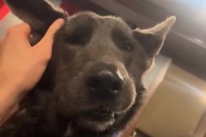 成為解說員意味著什么？麥迪：只要努力不管在哪都會成功！